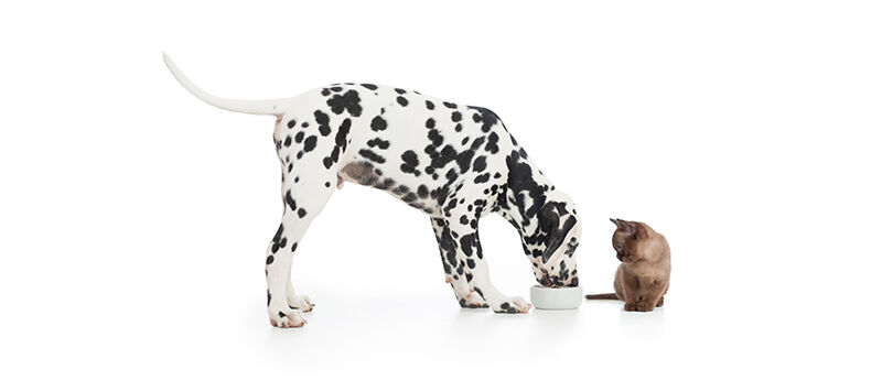 Natural Trends in Pet Food